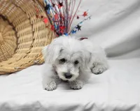 Raffles, a male Schnoodle for sale in Bolivar, MO – 10 of 10