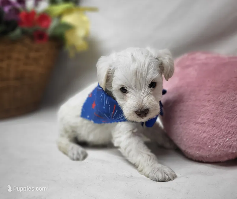 Jefferson – Schnoodle puppy for sale in Bolivar, MO