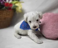 Jefferson, a male Schnoodle for sale in Bolivar, MO – 1 of 7