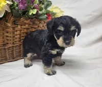 Bailey, a female Schnoodle for sale in Bolivar, MO – 5 of 7