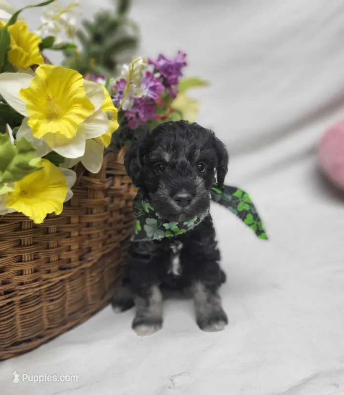 Jagger – Schnoodle puppy for sale in Bolivar, MO