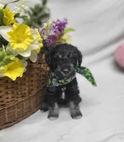 Jagger, a male Schnoodle for sale in Bolivar, MO – 1 of 9