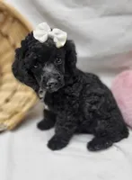 Duches, a female Poodle - Miniature  for sale in Bolivar, MO – 5 of 8