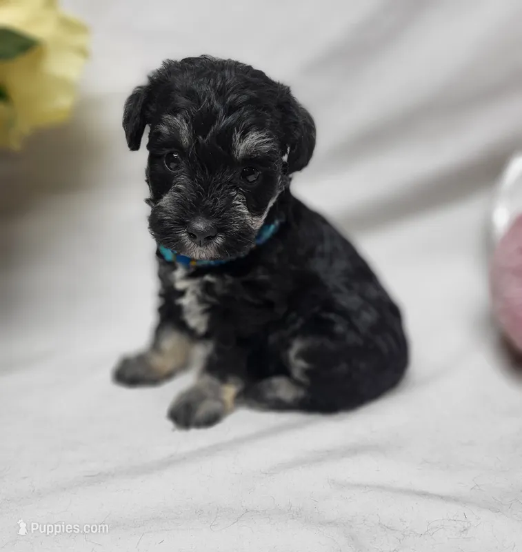 Muffin – Schnoodle puppy for sale in Bolivar, MO