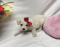 Diamond, a female Schnoodle for sale in Bolivar, MO – 4 of 7