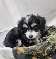 Pongo, a male Miniature Aussiedoodle for sale in Bolivar, MO – 2 of 6