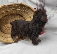 Chip (hold), a male Schnoodle for sale in Bolivar, MO – 5 of 9