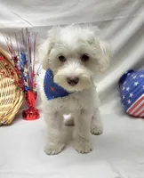 Jefferson, a male Schnoodle for sale in Bolivar, MO – 9 of 9