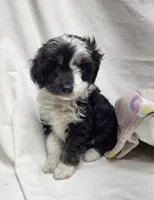 Amanda, a female Miniature Aussiedoodle for sale in Bolivar, MO – 5 of 5