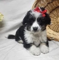 Sophie, a female Miniature Aussiedoodle for sale in Bolivar, MO – Photo 3 of 10