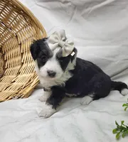 Sophie, a female Miniature Aussiedoodle for sale in Bolivar, MO – Photo 1 of 8