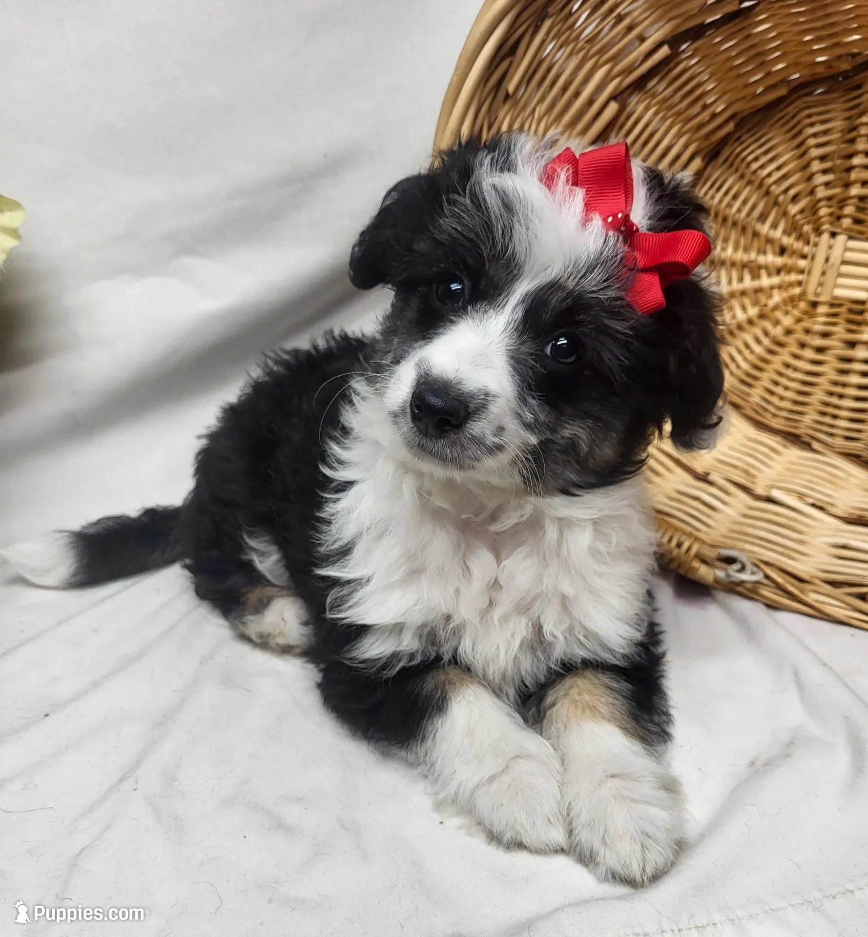 Sophie, a female Miniature Aussiedoodle for sale in Bolivar, MO – Photo 2 of 10