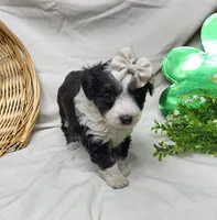Sophie, a female Miniature Aussiedoodle for sale in Bolivar, MO – Photo 2 of 8