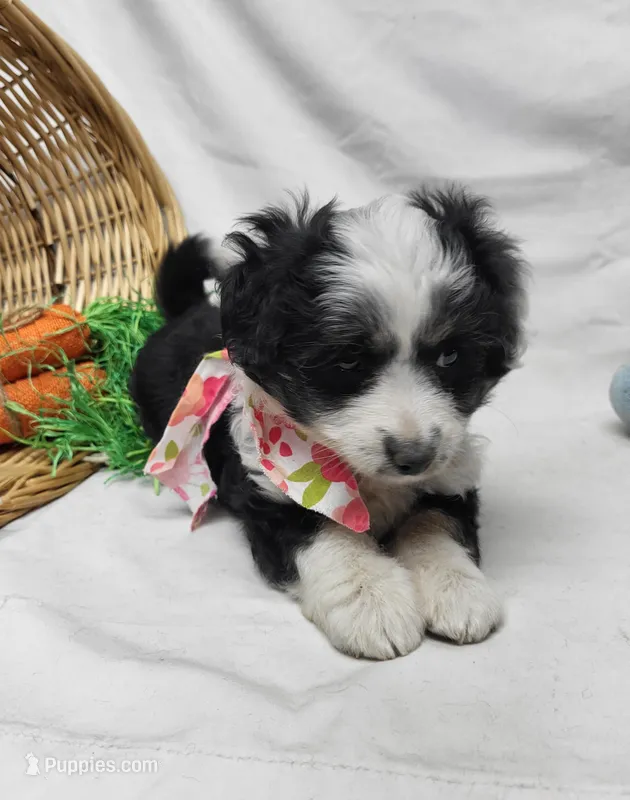 Sophie – Miniature Aussiedoodle puppy for sale in Bolivar, MO