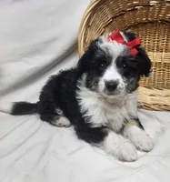 Sophie, a female Miniature Aussiedoodle for sale in Bolivar, MO – Photo 8 of 10