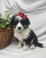 Sophie, a female Miniature Aussiedoodle for sale in Bolivar, MO – Photo 5 of 10