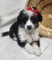 Sophie, a female Miniature Aussiedoodle for sale in Bolivar, MO – Photo 10 of 10