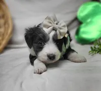 Sophie, a female Miniature Aussiedoodle for sale in Bolivar, MO – Photo 7 of 8