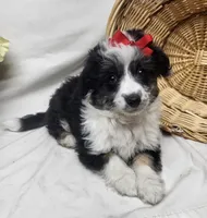 Sophie, a female Miniature Aussiedoodle for sale in Bolivar, MO – Photo 4 of 10