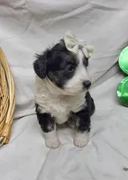Sophie, a female Miniature Aussiedoodle for sale in Bolivar, MO – Photo 6 of 8
