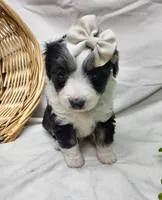 Sophie, a female Miniature Aussiedoodle for sale in Bolivar, MO – Photo 4 of 8