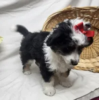 Sophie, a female Miniature Aussiedoodle for sale in Bolivar, MO – Photo 6 of 10