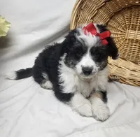 Sophie, a female Miniature Aussiedoodle for sale in Bolivar, MO – Photo 7 of 10