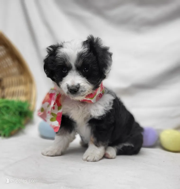 Sophie – Miniature Aussiedoodle puppy for sale in Bolivar, MO