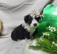 Sophie, a female Miniature Aussiedoodle for sale in Bolivar, MO – Photo 3 of 8