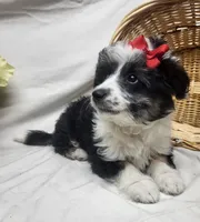 Sophie, a female Miniature Aussiedoodle for sale in Bolivar, MO – Photo 9 of 10