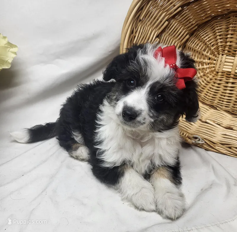 Sophie – Miniature Aussiedoodle puppy for sale in Bolivar, MO