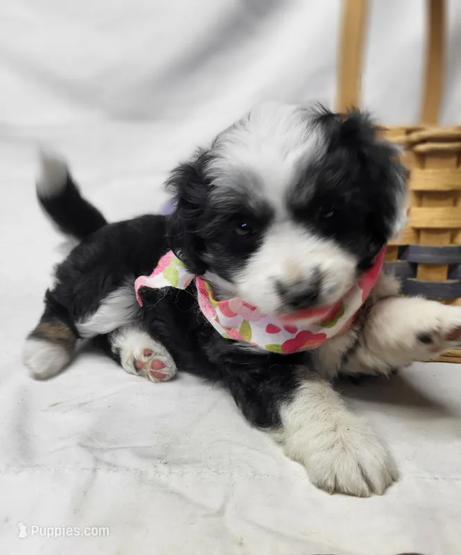 Sophie – Miniature Aussiedoodle puppy for sale in Bolivar, MO