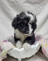 Amanda, a female Miniature Aussiedoodle for sale in Bolivar, MO – 3 of 5