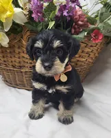 Bailey, a female Schnoodle for sale in Bolivar, MO – 2 of 7
