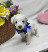 Jefferson, a male Schnoodle for sale in Bolivar, MO – 5 of 7