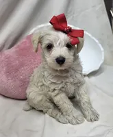 Diamond, a female Schnoodle for sale in Bolivar, MO – 3 of 7