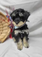 Dash, a male Schnoodle for sale in Bolivar, MO – 3 of 9