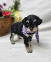 Dash, a male Schnoodle for sale in Bolivar, MO – 6 of 9