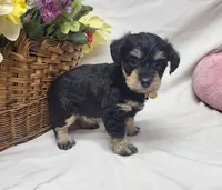 Bailey, a female Schnoodle for sale in Bolivar, MO – 4 of 7