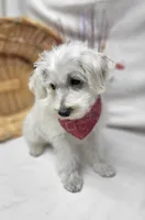 Raffles, a male Schnoodle for sale in Bolivar, MO – 5 of 10