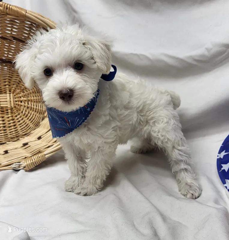 Jefferson – Schnoodle puppy for sale in Bolivar, MO