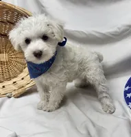 Jefferson, a male Schnoodle for sale in Bolivar, MO – 3 of 7