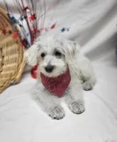 Raffles, a male Schnoodle for sale in Bolivar, MO – 4 of 10