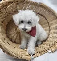 Raffles, a male Schnoodle for sale in Bolivar, MO – 2 of 9