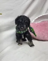 Jagger, a male Schnoodle for sale in Bolivar, MO – 8 of 9