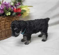 Muffin, a female Schnoodle for sale in Bolivar, MO – 3 of 8