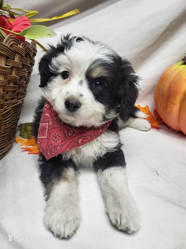 Paddy – Miniature Aussiedoodle puppy for sale in Bolivar, MO
