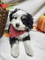 Paddy (hold), a male Miniature Aussiedoodle for sale in Bolivar, MO – 1 of 7