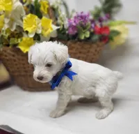 Jefferson, a male Schnoodle for sale in Bolivar, MO – 3 of 7