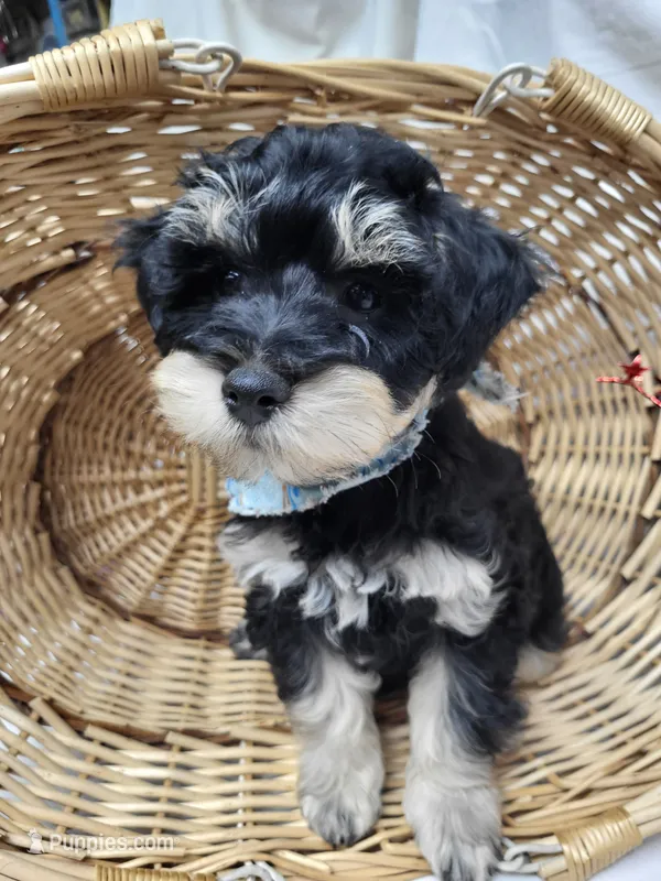 Dash – Schnoodle puppy for sale in Bolivar, MO